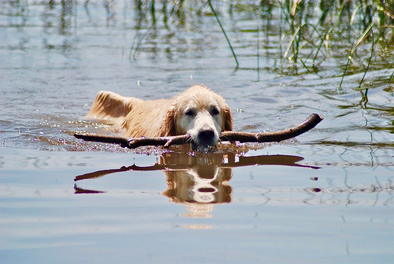 The Characteristics of the Golden Retriever - Why They’re Beloved